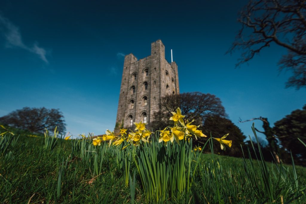 An ancient stone tower stands tall against a bright blue sky, surrounded by vibrant yellow daffodils in the foreground and green grass.